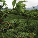 The World Atlas of Coffee: From Beans to Brewing — Coffees Explored, Explained and Enjoyed