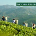 VAHDAM, Assorted Loose Leaf Tea Sampler – 10 TEAS, 50 SERVINGS – Black Tea, Green Tea, Oolong Tea, Chai Tea, White Tea | Tea Variety Pack | Hot, Iced, Kombucha Tea